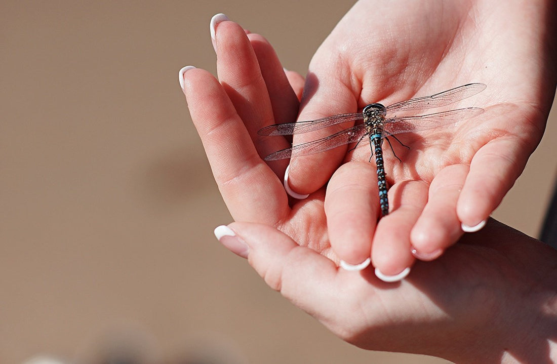Behind The Dragonfly - The Dragonfly Boutique